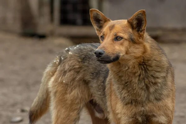 Nahaufnahme Porträt Traurige Obdachlose Ausgesetzt Braunen Hund Freien — Stockfoto