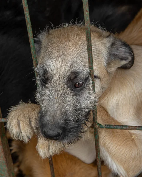 Close Portret Droevige Puppy Puppy Opgesloten Metalen Kooi Concept Van — Stockfoto