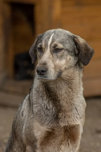 Close Retrato Triste Sem Teto Abandonado Colorido Cão Marrom Livre — Fotografia de Stock