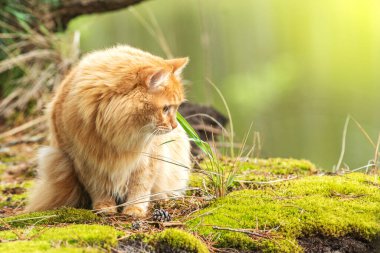 Yeşil yaz çimlerinde portre kırmızı kürk kedi ormandaki büyük bir ağacın yanında parlak güneş arka planda parlıyor.