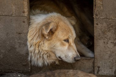 Kapalı portre. Evsiz, üzgün, terk edilmiş, kahverengi köpek.