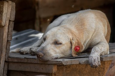 Kapalı portre. Evsiz, üzgün, terk edilmiş, kahverengi köpek.