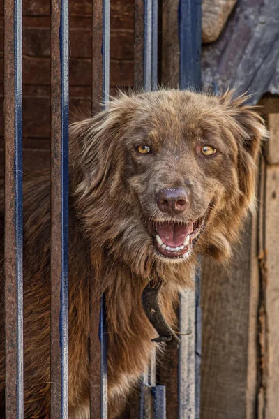 Primer Plano Retrato Perro Triste Cachorro Encerrado Jaula Metal Concepto — Foto de Stock