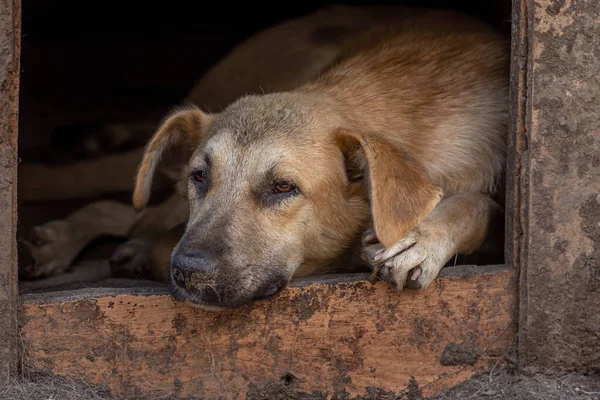 Primer Plano Retrato Triste Sin Hogar Abandonado Color Marrón Perro — Foto de Stock