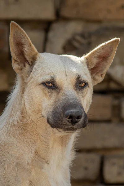 Närbild Porträtt Sorgligt Hemlös Övergiven Färgad Brun Hund Utomhus — Stockfoto