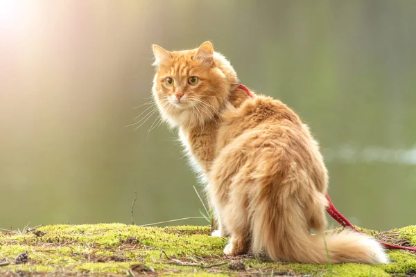 Portrait Red Fur Cat Green Summer Grass River Bright Sun Stock Picture