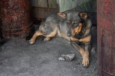 Kapalı portre. Evsiz, üzgün, terk edilmiş, kahverengi köpek.