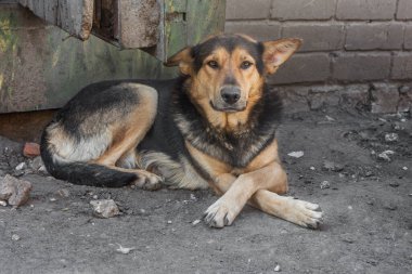 Kapalı portre. Evsiz, üzgün, terk edilmiş, kahverengi köpek.