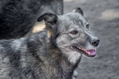 Kapalı portre. Evsiz, üzgün, açık havada terk edilmiş renkli bir köpek.