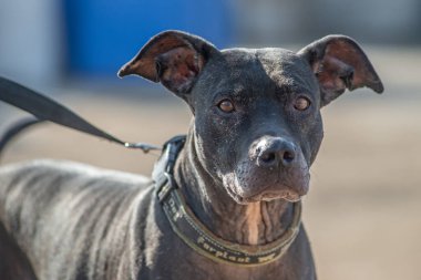 Kapalı portre. Evsiz, üzgün. Açık havada terk edilmiş siyah beyaz köpek.