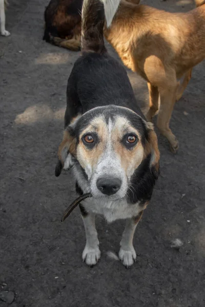 Nahaufnahme Porträt Traurige Obdachlose Ausgesetzt Farbigen Hund Freien — Stockfoto