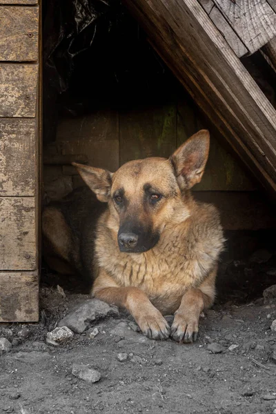 Primer Plano Retrato Triste Sin Hogar Abandonado Color Marrón Perro — Foto de Stock