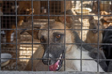 Kapalı portre üzgün birkaç köpek metal kafese kapatıldı. Evsiz köpek konsepti