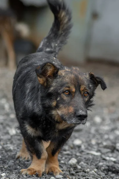 Nahaufnahme Porträt Traurige Obdachlose Ausgesetzt Farbigen Hund Freien — Stockfoto