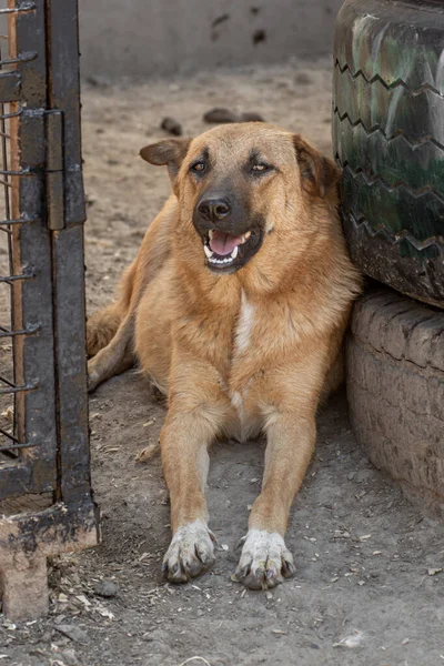 Primer Plano Retrato Triste Sin Hogar Abandonado Color Marrón Perro — Foto de Stock