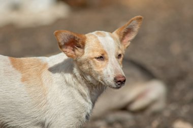 Kapalı portre. Evsiz, üzgün, açık havada terk edilmiş renkli bir köpek.