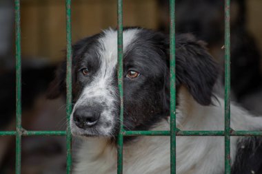 Metal kafese kapatılmış üzgün köpek yavrusu portresi. Evsiz köpek konsepti