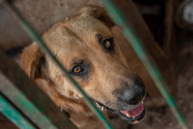 Metal kafese kapatılmış üzgün köpek yavrusu portresi. Evsiz köpek konsepti