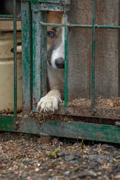 Gros Plan Portrait Chiot Chien Triste Enfermé Dans Cage Métal — Photo