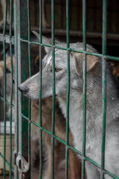 Nahaufnahme Porträt Trauriger Hundewelpe Eingesperrt Metallkäfig Konzept Des Obdachlosen Hundes — Stockfoto