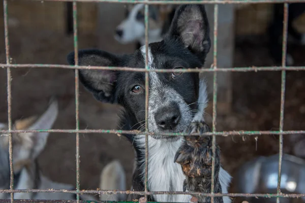 Close Portret Verdrietig Verschillende Honden Puppy Opgesloten Metalen Kooi Concept — Stockfoto