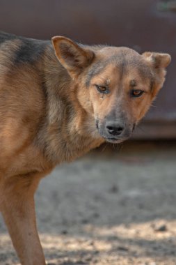 Kapalı portre. Evsiz, üzgün. Açık havada terk edilmiş siyah beyaz köpek.