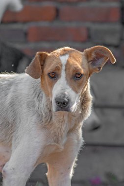 Kapalı portre. Evsiz, üzgün. Açık havada terk edilmiş siyah beyaz köpek.