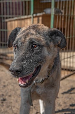 Kapalı portre. Evsiz, üzgün. Açık havada terk edilmiş siyah beyaz köpek.