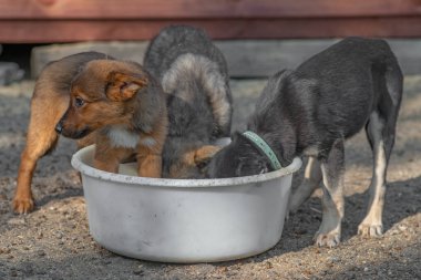 Kapalı portre, üzgün evsiz terk edilmiş birkaç renkli köpek yavrusu.