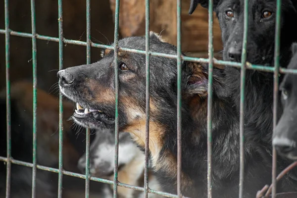 Gros Plan Portrait Chiot Chien Triste Enfermé Dans Cage Métal — Photo