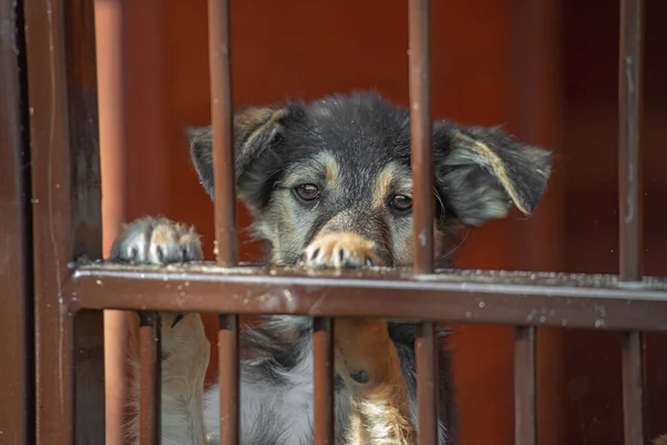 Close Retrato Cachorro Cão Triste Trancado Gaiola Metal Conceito Cão — Fotografia de Stock