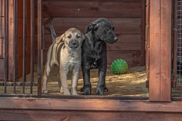 Kapalı portre, üzgün evsiz terk edilmiş renkli köpek yavrusu.