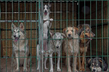 Metal bir kafese kapatılmış bir grup evsiz köpek. Evsiz köpek barınağı kavramı