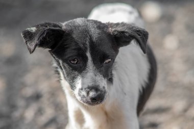 Kapalı portre, üzgün evsiz terk edilmiş renkli köpek yavrusu.
