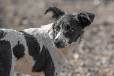 Kapalı portre. Evsiz, üzgün. Açık havada terk edilmiş siyah beyaz köpek.