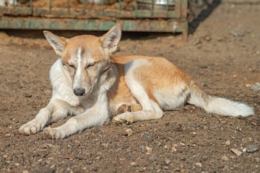 Kapalı portre. Evsiz, üzgün. Açık havada terk edilmiş siyah beyaz köpek.