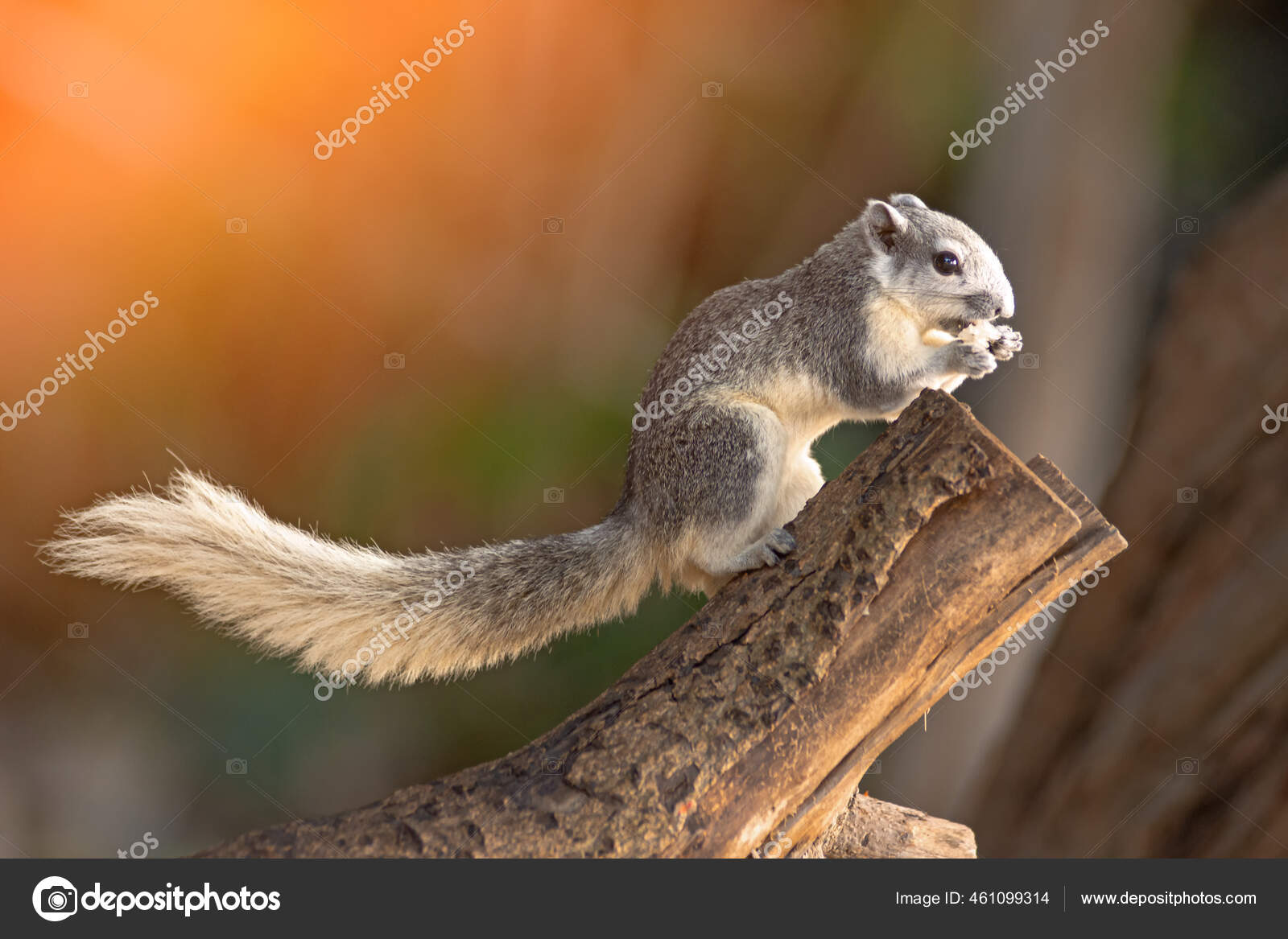 可変リスcallosciurus Finlaysoniiのクローズアップ肖像 タイの公園内の木の枝に座って ストック写真 C Fotangel 可変リスcallosciurus Finlaysoniiのクローズアップ肖像 タイの公園内の木の枝に座って ストック写真 C Fotangel