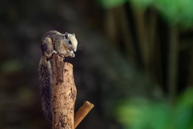 Tayland parkındaki bir ağaç dalında oturan değişken sincap Callosciurus Finlaysonii 'nin yakın plan portresi.