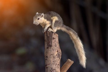 Tayland parkındaki bir ağaç dalında oturan değişken sincap Callosciurus Finlaysonii 'nin yakın plan portresi.