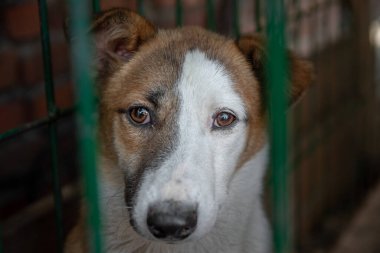 Kapalı portre üzgün nazik bakışlı köpek metal kafese kilitlendi. Evsiz köpek konsepti