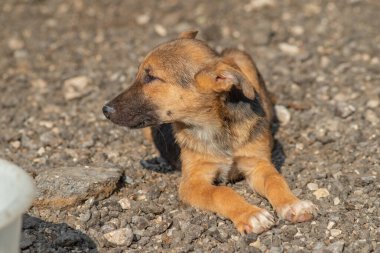 Kapalı portre, üzgün evsiz terk edilmiş renkli köpek yavrusu.