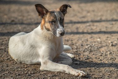 Kapalı portre. Evsiz, üzgün. Açık havada terk edilmiş siyah beyaz köpek.