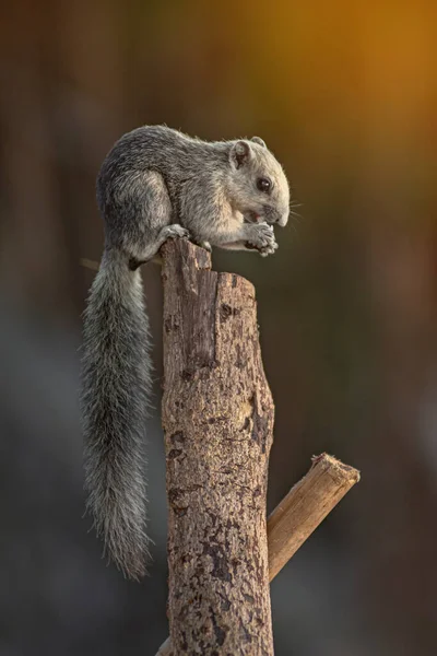 Closeup Portrait Variable Squirrel Callosciurus Finlaysonii Sitting Tree Branch Thailand — Stock Photo, Image