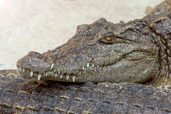 Close Tiro Crocodilo Encontra Calmo Com Boca Perto Dente — Fotografia de Stock