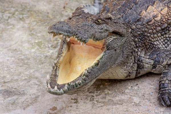 Close Tiro Crocodilo Encontra Com Boca Aberta Dos Dentes — Fotografia de Stock