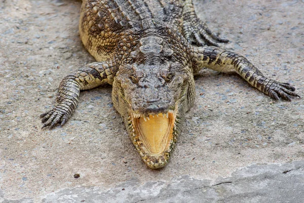 Close Tiro Crocodilo Encontra Com Boca Aberta Dos Dentes — Fotografia de Stock