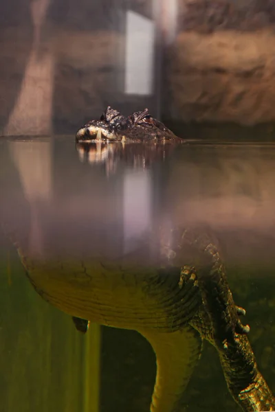 Close Tiro Crocodilo Com Reflexo Água Terrário — Fotografia de Stock