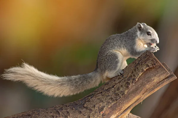 Closeup Portrait Variable Squirrel Callosciurus Finlaysonii Sitting Tree Branch Thailand Stock Photo