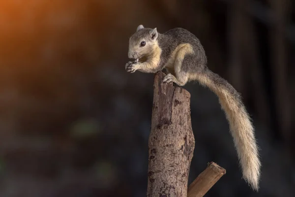 Closeup Portrait Variable Squirrel Callosciurus Finlaysonii Sitting Tree Branch Thailand Stock Picture