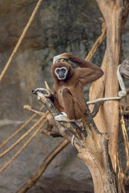 Colobinae Maymunu 'nun ağaca tırmanma portresinin ön görüntüsü